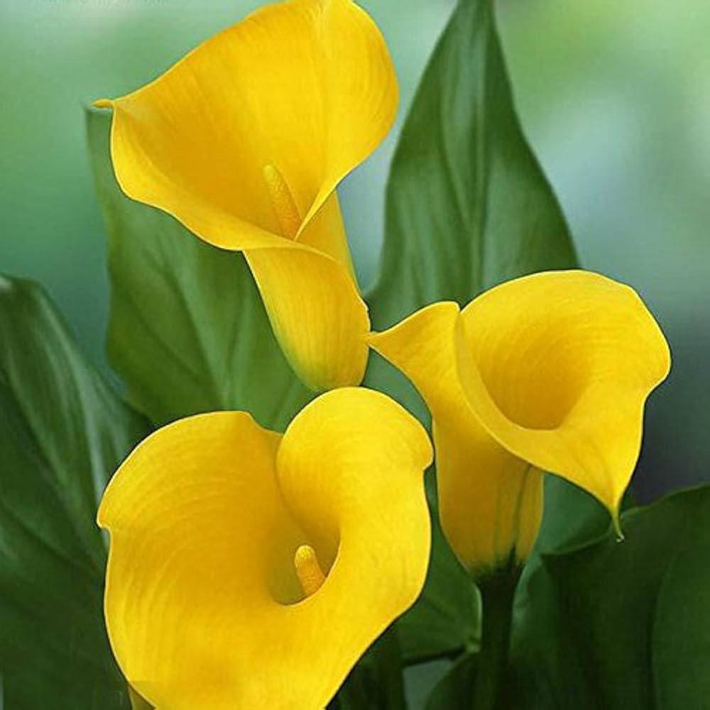 Calla lily grown from indoor bonsai seeds with elegant trumpet-shaped flowers and lush green leaves